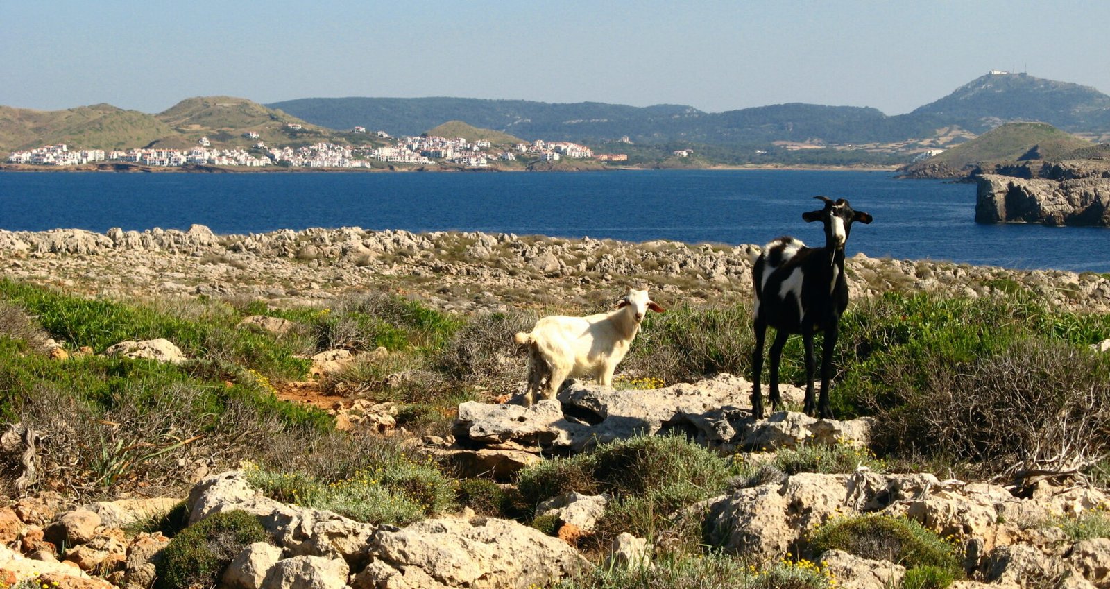 Cabras productoras de queso de cabra Binibeca